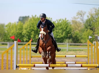 Hungarian Sport Horse, Gelding, 4 years, 16,1 hh, Chestnut