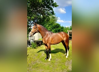 Hungarian Sport Horse, Gelding, 4 years, 16.1 hh