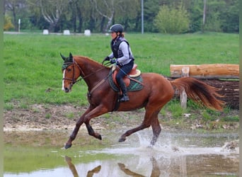 Hungarian Sport Horse, Gelding, 4 years, 16,1 hh, Chestnut