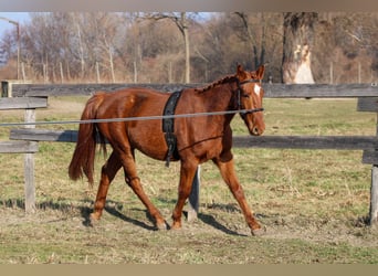 Hungarian Sport Horse, Gelding, 4 years, 16,1 hh, Chestnut