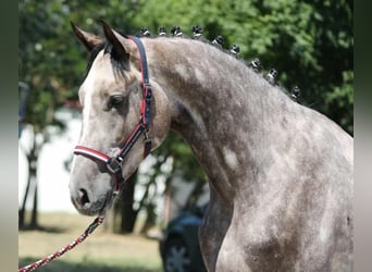 Hungarian Sport Horse, Gelding, 4 years, 16,2 hh, Grey