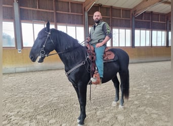 Hungarian Sport Horse, Gelding, 4 years, 16,2 hh, Smoky-Black