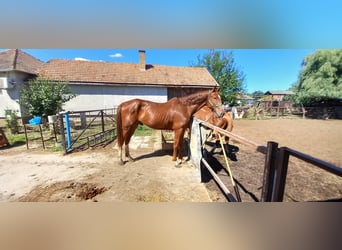 Hungarian Sport Horse, Gelding, 4 years, 17.1 hh, Chestnut