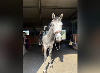Hungarian Sport Horse, Gelding, 5 years, 14.1 hh, Grey
