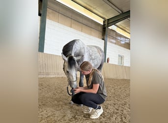 Hungarian Sport Horse, Gelding, 5 years, 14.1 hh, Grey