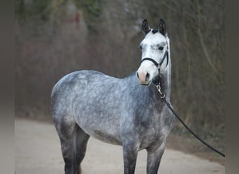 Hungarian Sport Horse, Gelding, 5 years, 14.2 hh, Gray