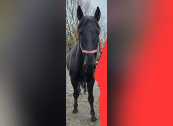 Hungarian Sport Horse, Gelding, 5 years, 15.1 hh, Black