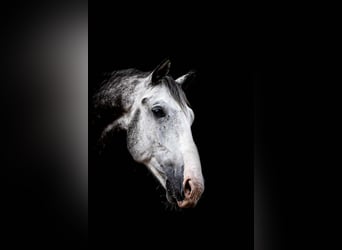 Hungarian Sport Horse, Gelding, 5 years, 15,1 hh, Gray