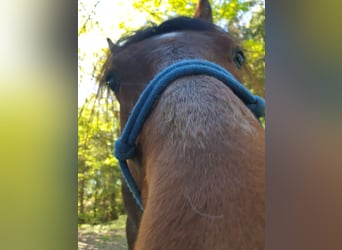 Hungarian Sport Horse Mix, Gelding, 5 years, 15.1 hh, Roan-Bay