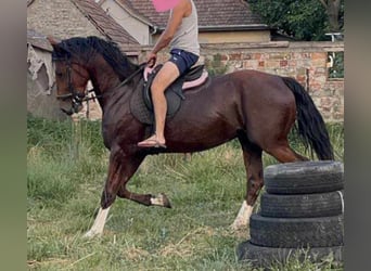 Ungarisches Sportpferd Mix, Wallach, 5 Jahre, 15,2 hh, Rotbrauner