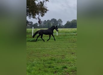 Hungarian Sport Horse, Gelding, 5 years, 15.2 hh, Black