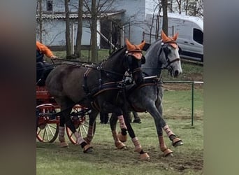 Hungarian Sport Horse, Gelding, 5 years, 15.3 hh, Bay