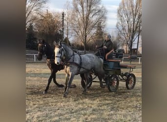 Hungarian Sport Horse, Gelding, 5 years, 15.3 hh, Bay