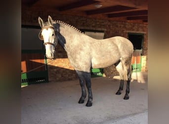 Hungarian Sport Horse, Gelding, 5 years, 15.3 hh, Bay