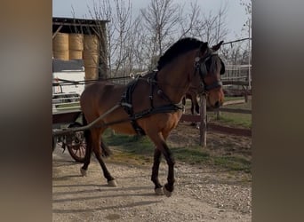 Hungarian Sport Horse, Gelding, 5 years, 15 hh, Bay