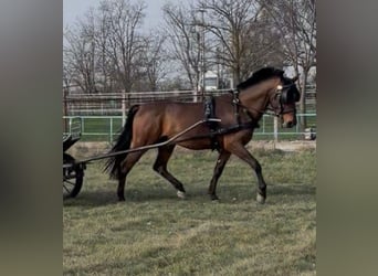 Hungarian Sport Horse, Gelding, 5 years, 15 hh, Bay