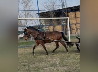 Hungarian Sport Horse, Gelding, 5 years, 15 hh, Bay
