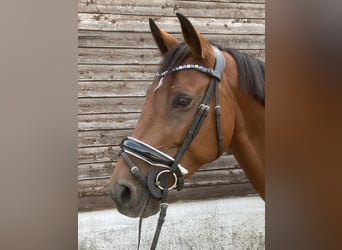Hungarian Sport Horse, Gelding, 5 years, 15,1 hh, Brown