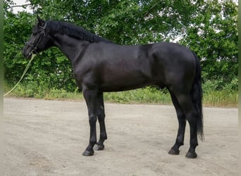 Hungarian Sport Horse, Gelding, 5 years, 16.1 hh, Black