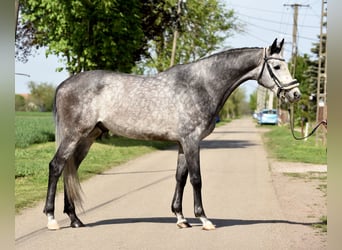 Hungarian Sport Horse, Gelding, 5 years, 16.1 hh, Gray