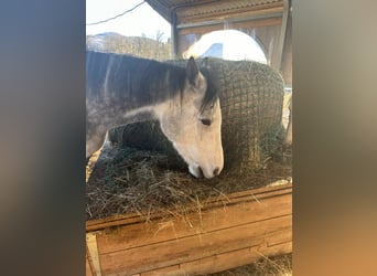 Hungarian Sport Horse, Gelding, 5 years, 16,1 hh, Gray