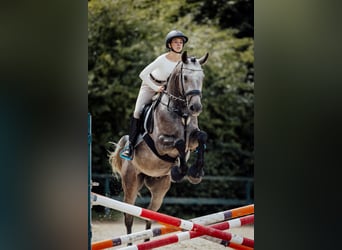Hungarian Sport Horse, Gelding, 5 years, 16.1 hh, Grey