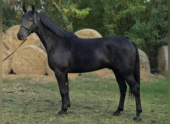 Hungarian Sport Horse, Gelding, 5 years, 16.2 hh, Black