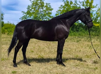 Hungarian Sport Horse Mix, Gelding, 5 years, 16.2 hh, Black