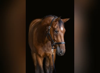 Hungarian Sport Horse, Gelding, 5 years, 16.2 hh, Brown