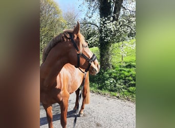 Hungarian Sport Horse, Gelding, 5 years, 16.2 hh, Chestnut-Red