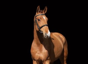 Hungarian Sport Horse, Gelding, 5 years, 16,2 hh, Chestnut-Red