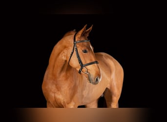 Hungarian Sport Horse, Gelding, 5 years, 16,2 hh, Chestnut-Red