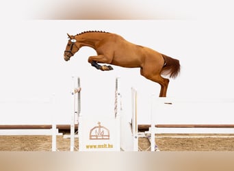 Hungarian Sport Horse, Gelding, 5 years, 16,2 hh, Chestnut-Red