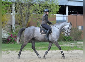 Hungarian Sport Horse, Gelding, 5 years, 16.2 hh, Grey
