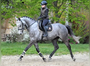 Hungarian Sport Horse, Gelding, 5 years, 16.2 hh, Grey