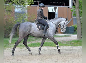 Hungarian Sport Horse, Gelding, 5 years, 16.2 hh, Grey