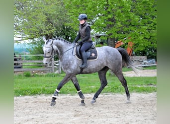Hungarian Sport Horse, Gelding, 5 years, 16.2 hh