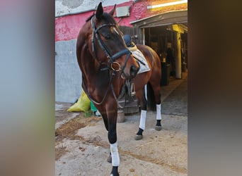 Hungarian Sport Horse, Gelding, 5 years, 16 hh, Bay-Dark