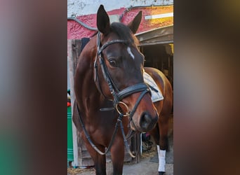 Hungarian Sport Horse, Gelding, 5 years, 16 hh, Bay-Dark