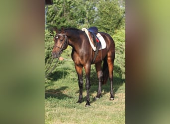 Hungarian Sport Horse, Gelding, 5 years, 16 hh, Brown