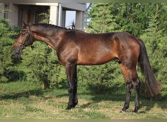 Hungarian Sport Horse, Gelding, 5 years, 16 hh, Brown