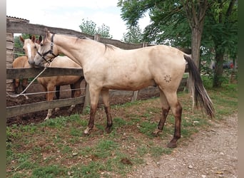 Hungarian Sport Horse, Gelding, 5 years, 16 hh, Buckskin