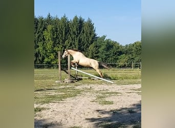Hungarian Sport Horse, Gelding, 5 years, 16 hh, Buckskin