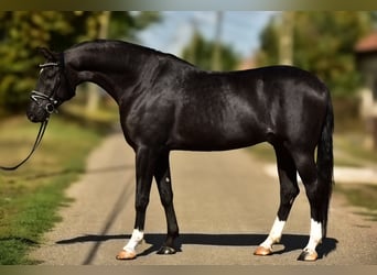 Hungarian Sport Horse, Gelding, 5 years, 16,1 hh, Black