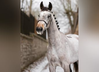 Hungarian Sport Horse, Gelding, 5 years, 16,1 hh, Grey
