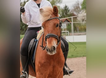 Hungarian Sport Horse, Gelding, 6 years, 14.1 hh, Chestnut-Red