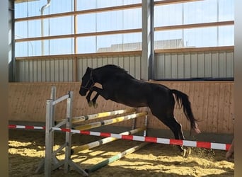 Hungarian Sport Horse, Gelding, 6 years, 14.2 hh, Black