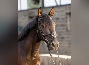 Hungarian Sport Horse, Gelding, 6 years, 14.2 hh, Black