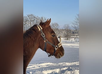 Hungarian Sport Horse, Gelding, 6 years, 14,2 hh, Chestnut