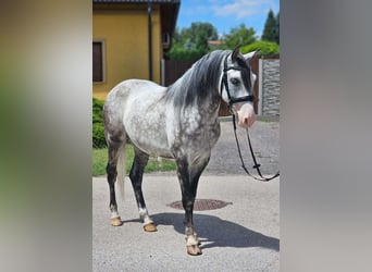 Hungarian Sport Horse, Gelding, 6 years, 14.2 hh, Grey-Blue-Tan